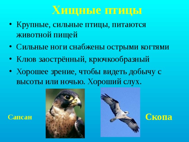 Хищные птицы Крупные, сильные птицы, питаются животной пищей Сильные ноги снабжены острыми когтями Клюв заострённый, крючкообразный Хорошее зрение, чтобы видеть добычу с высоты или ночью. Хороший слух. Скопа Сапсан 