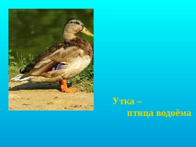 Утка –                     птица водоёма 