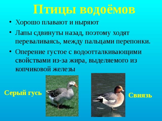 Водоплавающие жители водоема презентация