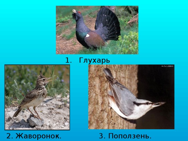 1. Глухарь 2. Жаворонок. 3. Поползень. 