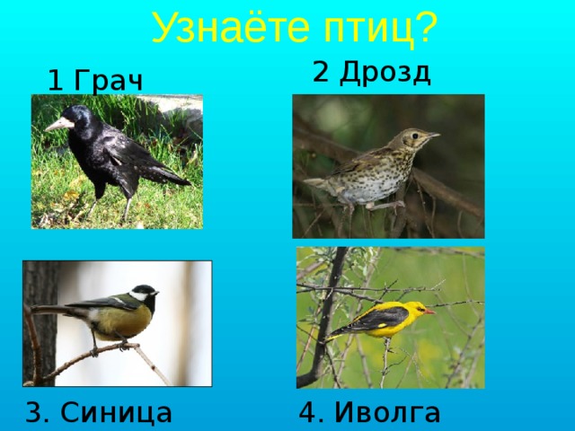 Грач и скворец фото отличие