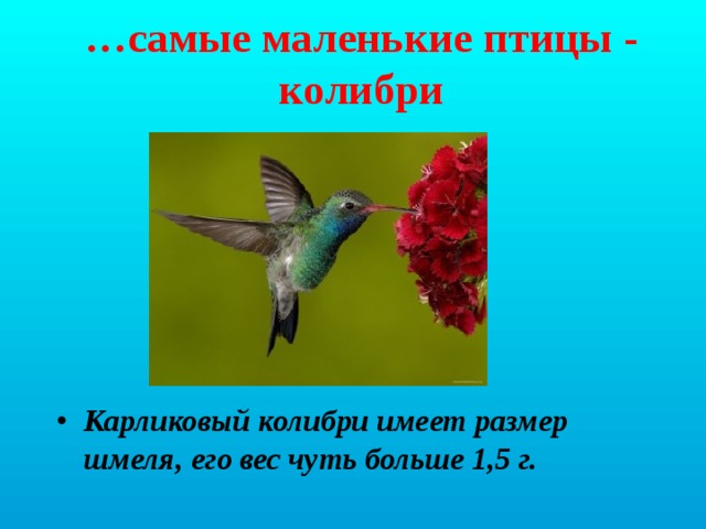 … самые маленькие птицы - колибри Карликовый колибри имеет размер шмеля, его вес чуть больше 1,5 г. 