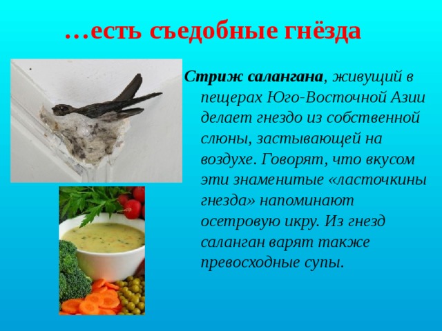 … есть съедобные гнёзда Стриж салангана , живущий в пещерах Юго-Восточной Азии делает гнездо из собственной слюны, застывающей на воздухе. Говорят, что вкусом эти знаменитые «ласточкины гнезда» напоминают осетровую икру. Из гнезд саланган варят также превосходные супы . 