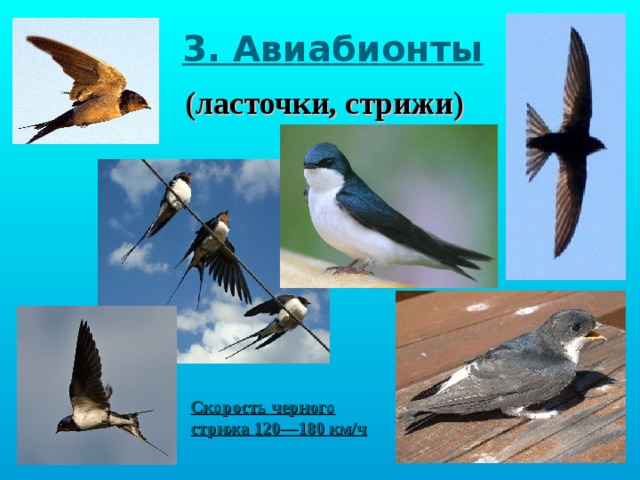 3. Авиабионты (ласточки, стрижи) Птица может находится в воздухе без остановок 2-4 года, всё это время она есть, пьет и спаривается, за это время может пролететь 500 000 км Скорость черного стрижа 120—180 км/ч  