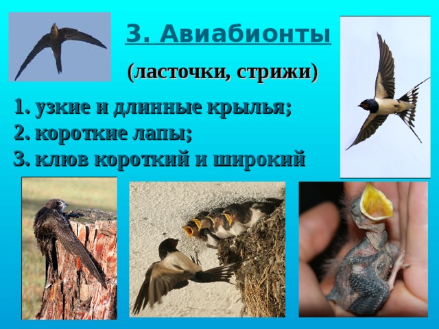 3. Авиабионты (ласточки, стрижи) 1. узкие и длинные крылья; 2. короткие лапы; 3. клюв короткий и широкий Птица может находится в воздухе без остановок 2-4 года, всё это время она есть, пьет и спаривается, за это время может пролететь 500 000 км 