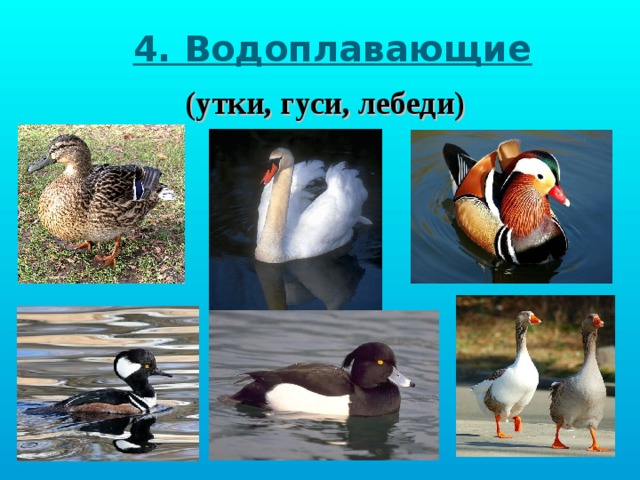 4. Водоплавающие (утки, гуси, лебеди) 