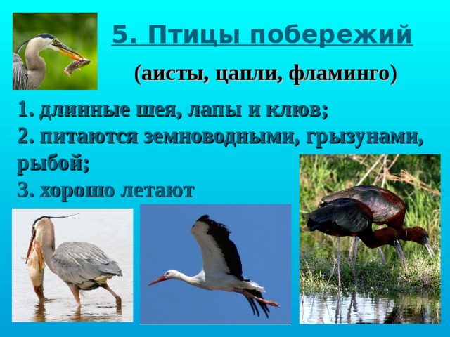 5. Птицы побережий (аисты, цапли, фламинго) 1. длинные шея, лапы и клюв; 2. питаются земноводными, грызунами, рыбой; 3. хорошо летают 