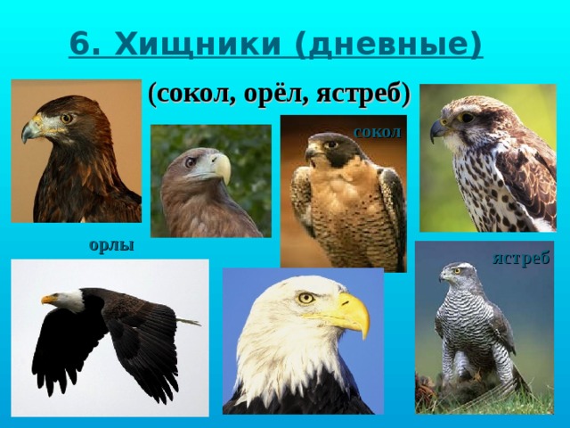 Сокол ястреб. Орел ястреб Сокол Коршун Беркут. Орел ястреб Сокол Коршун Беркут отличие. Коршун ястреб Сокол отличия. Ястреб Сокол Коршун Беркут Орел Ленобласти.