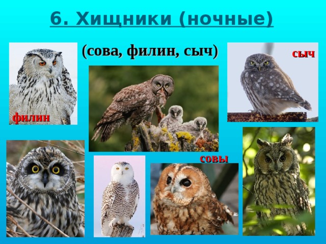 6. Хищники (ночные) (сова, филин, сыч) сыч филин совы 