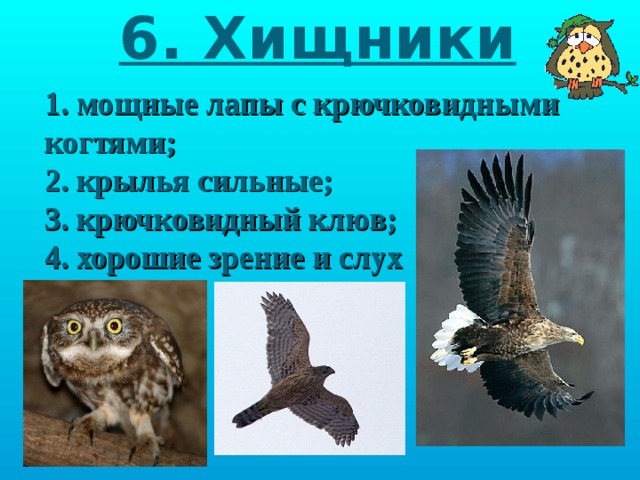 6. Хищники 1. мощные лапы с крючковидными когтями; 2. крылья сильные; 3. крючковидный клюв; 4. хорошие зрение и слух 