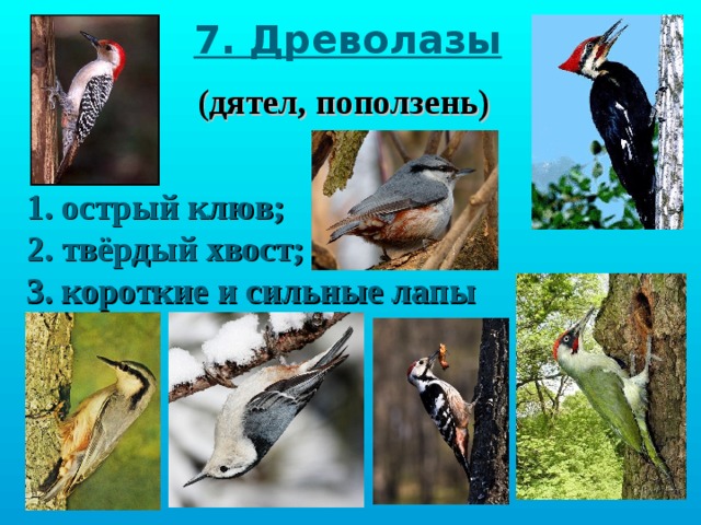 7. Древолазы (дятел, поползень) 1. острый клюв; 2. твёрдый хвост; 3. короткие и сильные лапы 