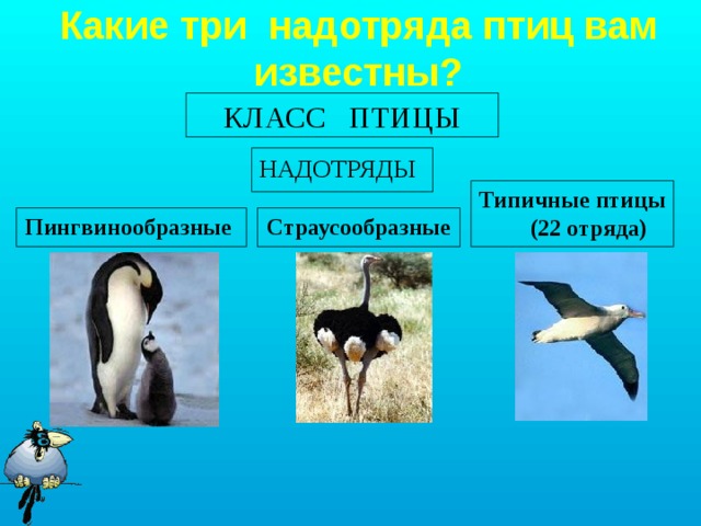 Группы птиц 3 класс