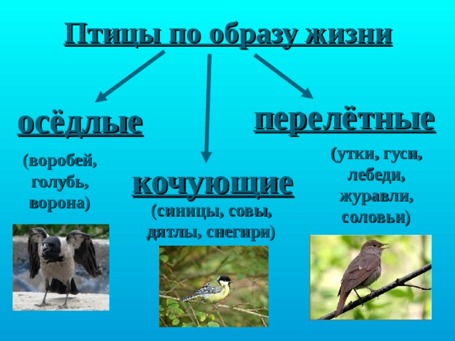 Охарактеризуйте отличительные черты двух систематических групп класса птицы используя рисунки