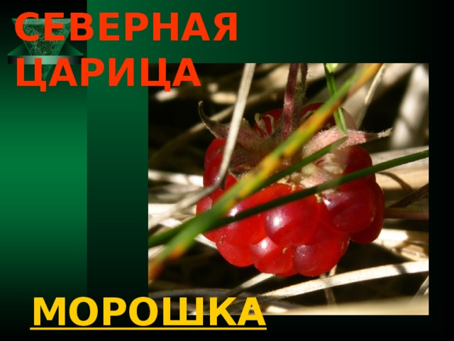 СЕВЕРНАЯ ЦАРИЦА МОРОШКА 