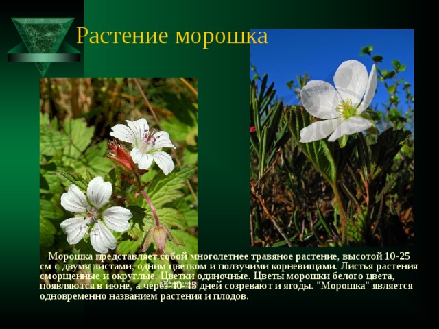 Растение морошка  Морошка представляет собой многолетнее травяное растение, высотой 10-25 см с двумя листами, одним цветком и ползучими корневищами. Листья растения сморщенные и округлые. Цветки одиночные. Цветы морошки белого цвета, появляются в июне, а через 40-45 дней созревают и ягоды. 