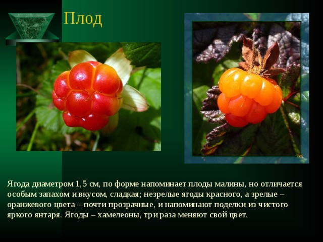 Плод  Ягода диаметром 1,5 см, по форме напоминает плоды малины, но отличается особым запахом и вкусом, сладкая; незрелые ягоды красного, а зрелые – оранжевого цвета – почти прозрачные, и напоминают поделки из чистого яркого янтаря. Ягоды – хамелеоны, три раза меняют свой цвет. 