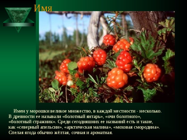 Имя  Имен у морошки великое множество, в каждой местности - несколько. В древности ее называли «болотный янтарь», «очи болотного», «болотный стражник». Среди сегодняшних ее названий есть и такие, как «северный апельсин», «арктическая малина», «моховая смородина». Спелая ягода обычно жёлтая, сочная и ароматная. 