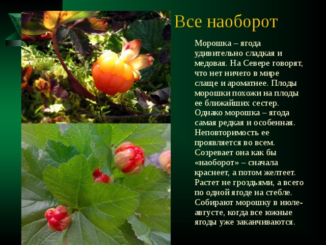 Все наоборот Морошка – ягода удивительно сладкая и медовая. На Севере говорят, что нет ничего в мире слаще и ароматнее. Плоды морошки похожи на плоды ее ближайших сестер. Однако морошка – ягода самая редкая и особенная. Неповторимость ее проявляется во всем. Созревает она как бы «наоборот» – сначала краснеет, а потом желтеет. Растет не гроздьями, а всего по одной ягоде на стебле. Собирают морошку в июле- августе, когда все южные ягоды уже заканчиваются. 