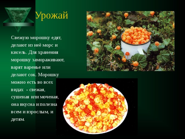 Урожай Свежую морошку едят, делают из неё морс и кисель. Для хранения морошку замораживают, варят варенье или делают сок. Морошку можно есть во всех видах - свежая, сушеная или моченая, она вкусна и полезна всем и взрослым, и детям. 