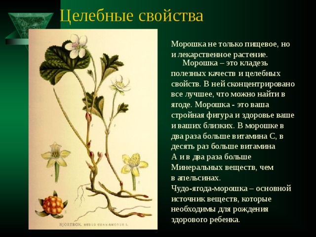 Целебные свойства Морошка не только пищевое, но и лекарственное растение. Морошка – это кладезь полезных качеств и целебных свойств. В ней сконцентрировано все лучшее, что можно найти в ягоде. Морошка - это ваша стройная фигура и здоровье ваше и ваших близких. В морошке в два раза больше витамина С, в десять раз больше витамина А и в два раза больше Минеральных веществ, чем в апельсинах. Чудо-ягода-морошка – основной источник веществ, которые необходимы для рождения здорового ребенка. 