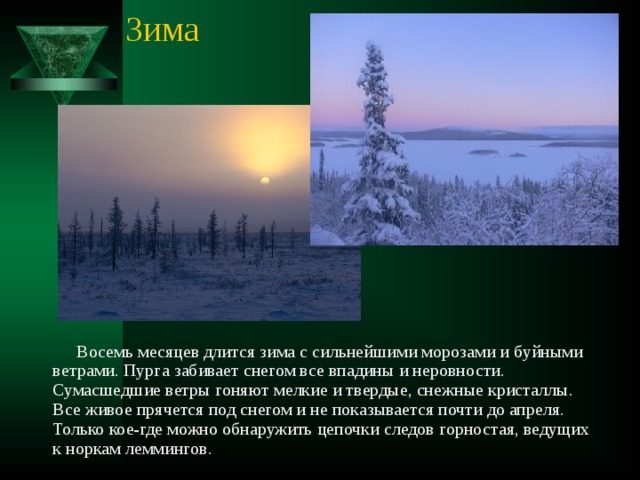 Зима  Восемь месяцев длится зима с сильнейшими морозами и буйными ветрами. Пурга забивает снегом все впадины и неровности. Сумасшедшие ветры гоняют мелкие и твердые, снежные кристаллы. Все живое прячется под снегом и не показывается почти до апреля. Только кое-где можно обнаружить цепочки следов горностая, ведущих к норкам леммингов. 