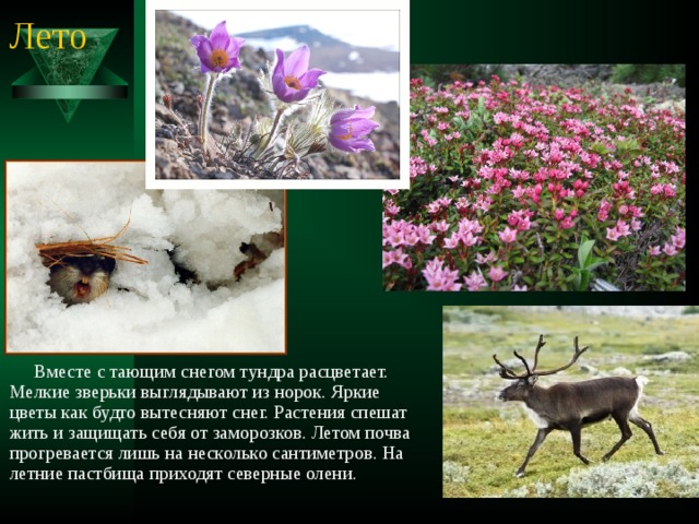 Лето  Вместе с тающим снегом тундра расцветает. Мелкие зверьки выглядывают из норок. Яркие цветы как будто вытесняют снег. Растения спешат жить и защищать себя от заморозков. Летом почва прогревается лишь на несколько сантиметров. На летние пастбища приходят северные олени. 