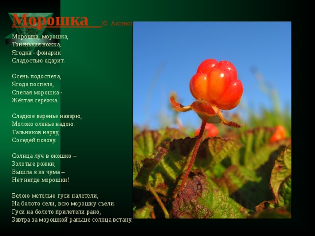 Морошка Ю. Аксенова   Морошка, морошка, Тоненькая ножка, Ягодка - фонарик Сладостью одарит. Осень подоспела, Ягода поспела, Спелая морошка - Жёлтая серёжка. Сладкое варенье наварю, Молоко оленье надою. Тальников нарву, Соседей позову. Солнца луч в окошко – Золотые рожки, Вышла я из чума – Нет нигде морошки! Белою метелью гуси налетели, На болото сели, всю морошку съели. Гуси на болото прилетели рано, Завтра за морошкой раньше солнца встану.  