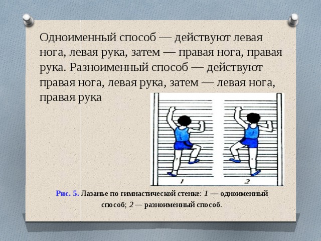 Способы лазанья. Техника лазания по гимнастической стенке. Упражнения в передвижении по гимнастической стенке:. Лазание по гимнастической стенке разноименным способом. Способы лазания по гимнастической лестнице.