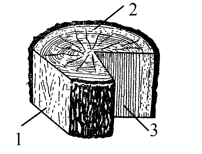 Рисунок образованный годичными кольцами называется а эскиз б текстура в пиломатериал