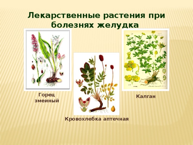 Горец змеиный диаграмма цветка