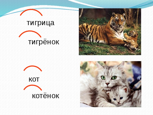 тигрица тигрёнок кот котёнок 