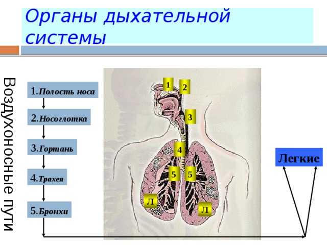 Воздухоносные пути Органы дыхательной системы 1 2 1 . Полость носа 2 . Носоглотка 3 3 . Гортань 4 Легкие 5 5 4 . Трахея Л 5 . Бронхи Л  