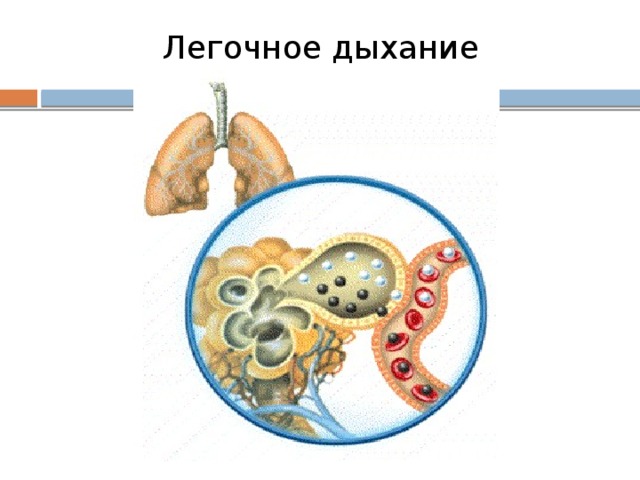 Легочное дыхание 