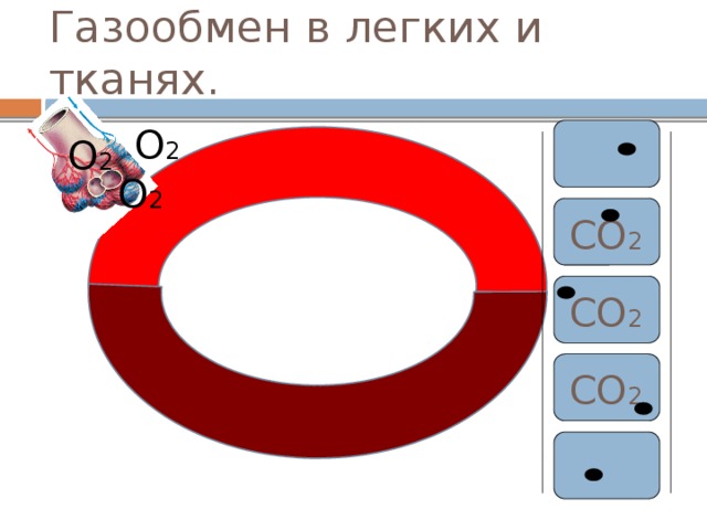 Газообмен в легких и тканях. О 2 О 2 О 2 СО 2 СО 2 СО 2 