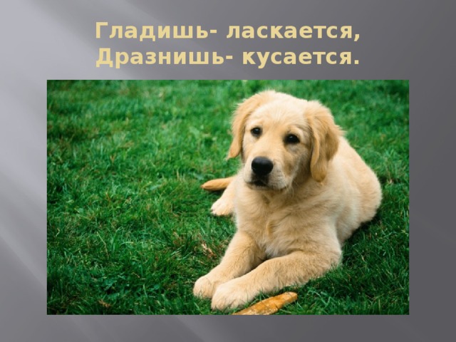 Гладишь- ласкается,  Дразнишь- кусается. 