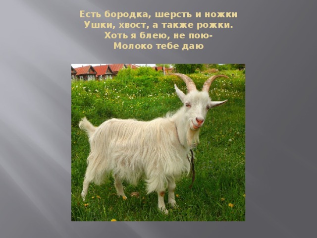 Есть бородка, шерсть и ножки  Ушки, хвост, а также рожки.  Хоть я блею, не пою-  Молоко тебе даю 