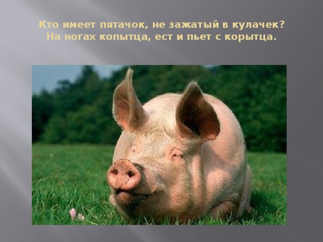 Кто имеет пятачок, не зажатый в кулачек ?  На ногах копытца, ест и пьет с корытца. 