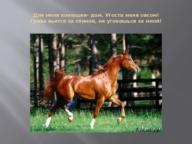 Для меня конюшня- дом. Угости меня овсом!  Грива вьется за спиной, не угонишься за мной! 