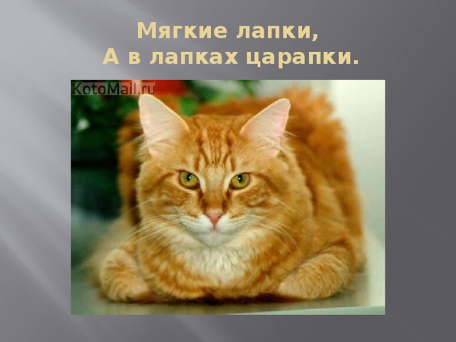 Мягкие лапки,  А в лапках царапки. 