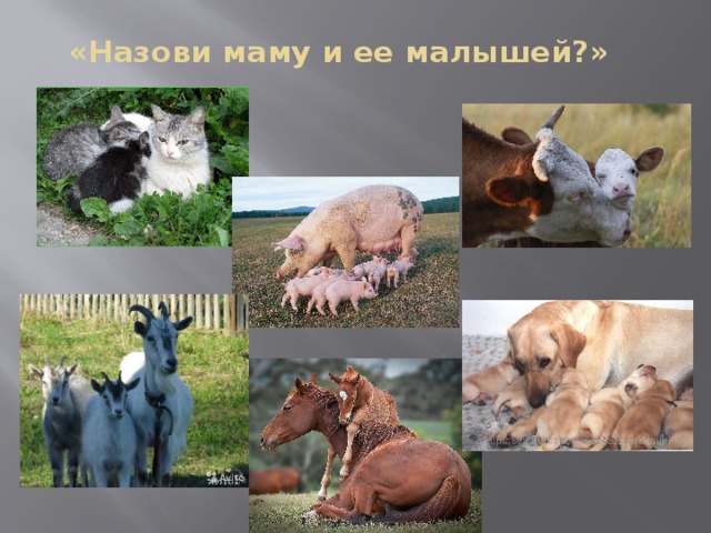 «Назови маму и ее малышей?» 