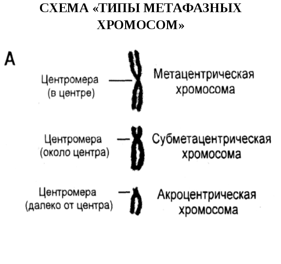 Графическое изображение хромосом называется