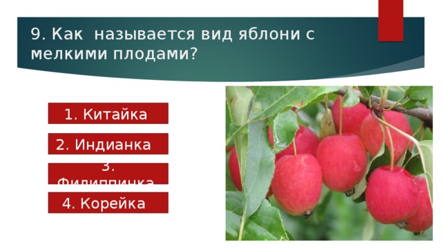 9. Как называется вид яблони с мелкими плодами? 1. Китайка 2. Индианка 3. Филиппинка 4. Корейка 