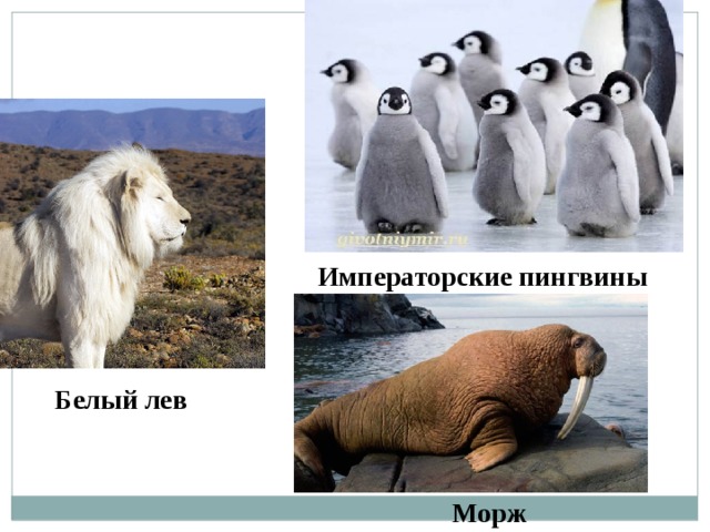 Императорские пингвины Белый лев Морж 