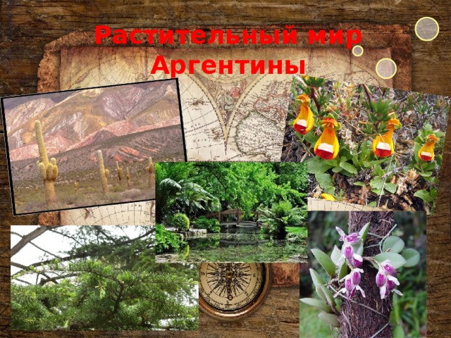 Растительный мир Аргентины 