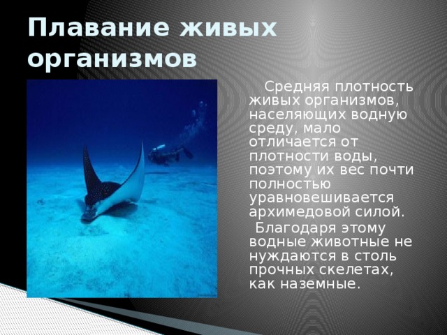 Плавание живых организмов  Средняя плотность живых организмов, населяющих водную среду, мало отличается от плотности воды, поэтому их вес почти полностью уравновешивается архимедовой силой.  Благодаря этому водные животные не нуждаются в столь прочных скелетах, как наземные. 