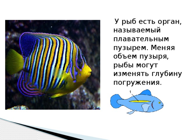  У рыб есть орган, называемый плавательным пузырем. Меняя объем пузыря, рыбы могут изменять глубину погружения. 