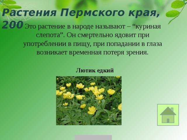 Растения Пермского края, 200 Это растение в народе называют – “куриная слепота”. Он смертельно ядовит при употреблении в пищу, при попадании в глаза возникает временная потеря зрения. Лютик едкий 