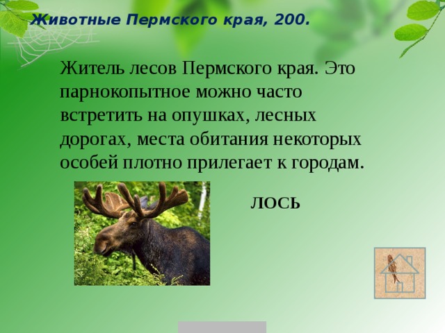 Животные Пермского края, 200. Житель лесов Пермского края. Это парнокопытное можно часто встретить на опушках, лесных дорогах, места обитания некоторых особей плотно прилегает к городам. ЛОСЬ 