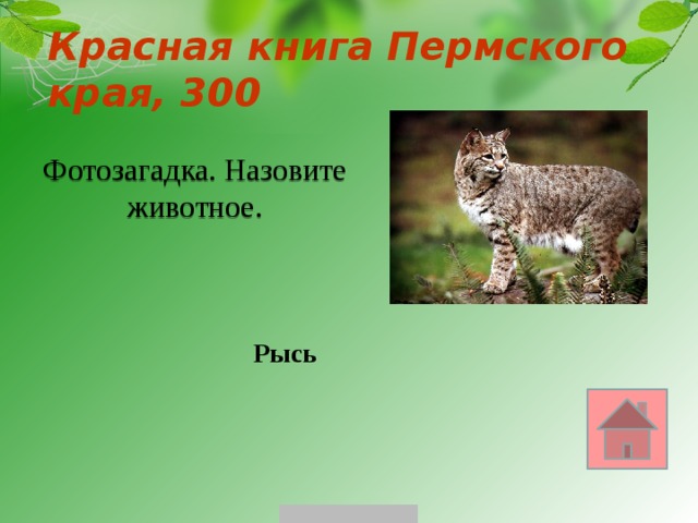 Красная книга Пермского края, 300 Фотозагадка. Назовите животное. Рысь 