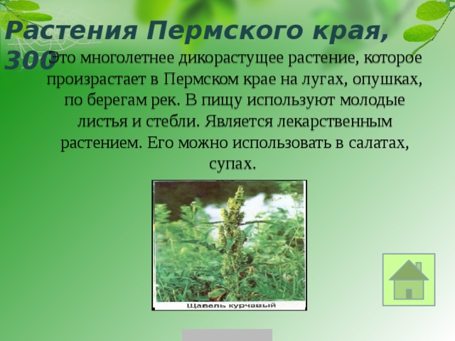Растения Пермского края, 300 Это многолетнее дикорастущее растение, которое произрастает в Пермском крае на лугах, опушках, по берегам рек. В пищу используют молодые листья и стебли. Является лекарственным растением. Его можно использовать в салатах, супах. 